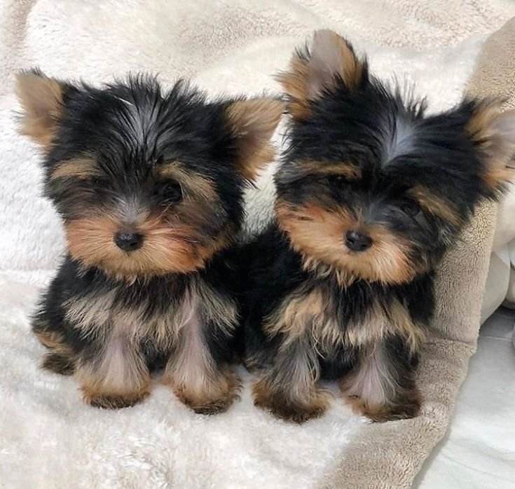 King Charles Yorkie Puppy Images